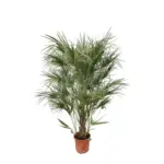 Chamaerops Humilis struik buitenplant