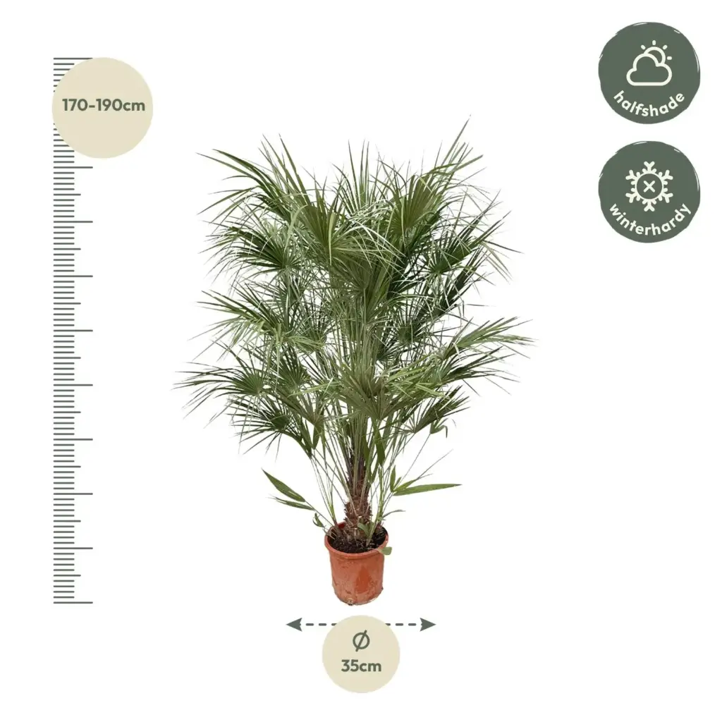 Chamaerops Humilis struik buitenplant