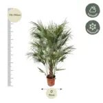 Chamaerops Humilis struik buitenplant