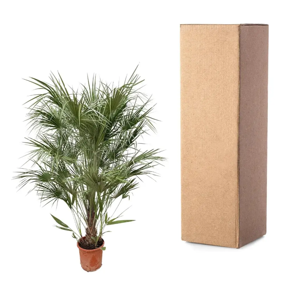 Chamaerops Humilis struik buitenplant