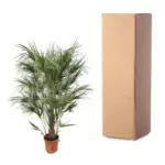 Chamaerops Humilis struik buitenplant
