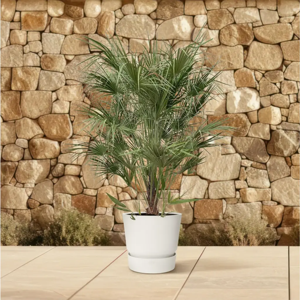 Chamaerops Humilis struik buitenplant