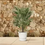 Chamaerops Humilis struik buitenplant