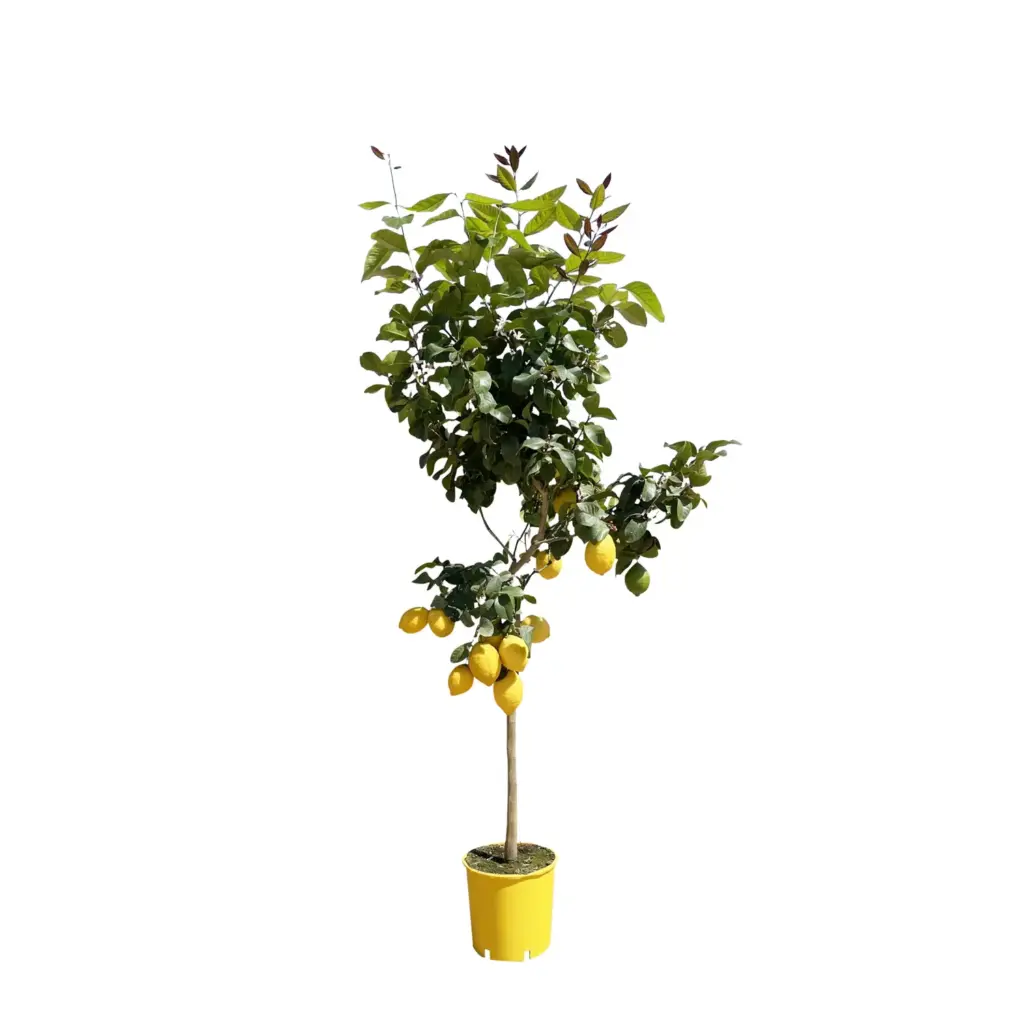 Citroenboom buitenplant met zonnige uitstraling