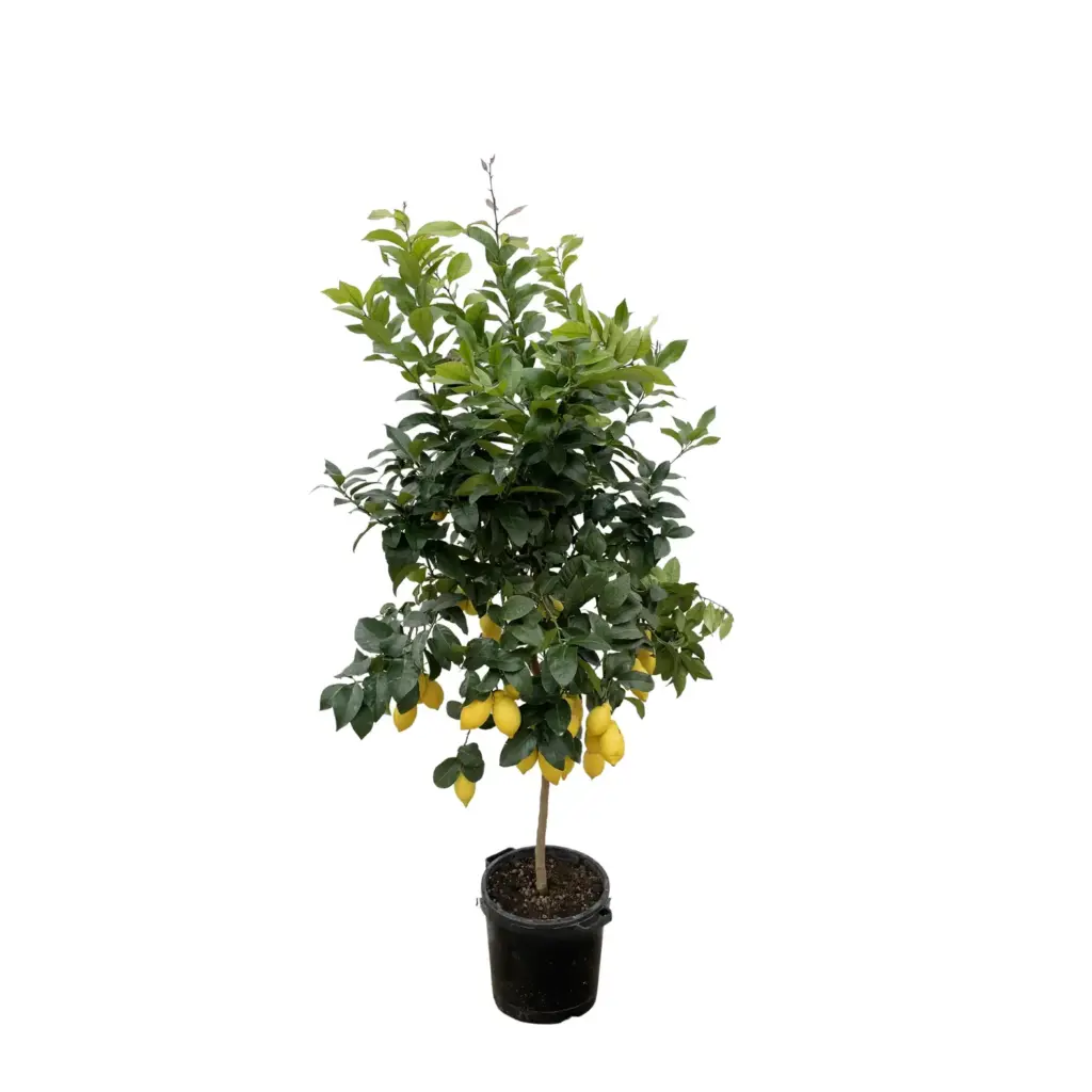 Citrus Lemon buitenplant – echte citrusboom