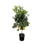 Citrus Lemon buitenplant – echte citrusboom