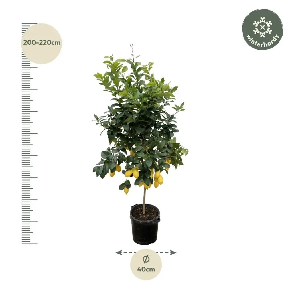 Citrus Lemon buitenplant – echte citrusboom