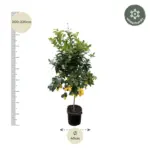 Citrus Lemon buitenplant – echte citrusboom