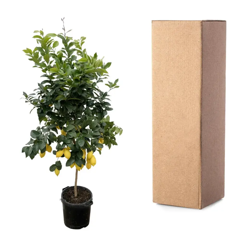 Citrus Lemon buitenplant – echte citrusboom