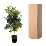 Citrus Lemon buitenplant – echte citrusboom