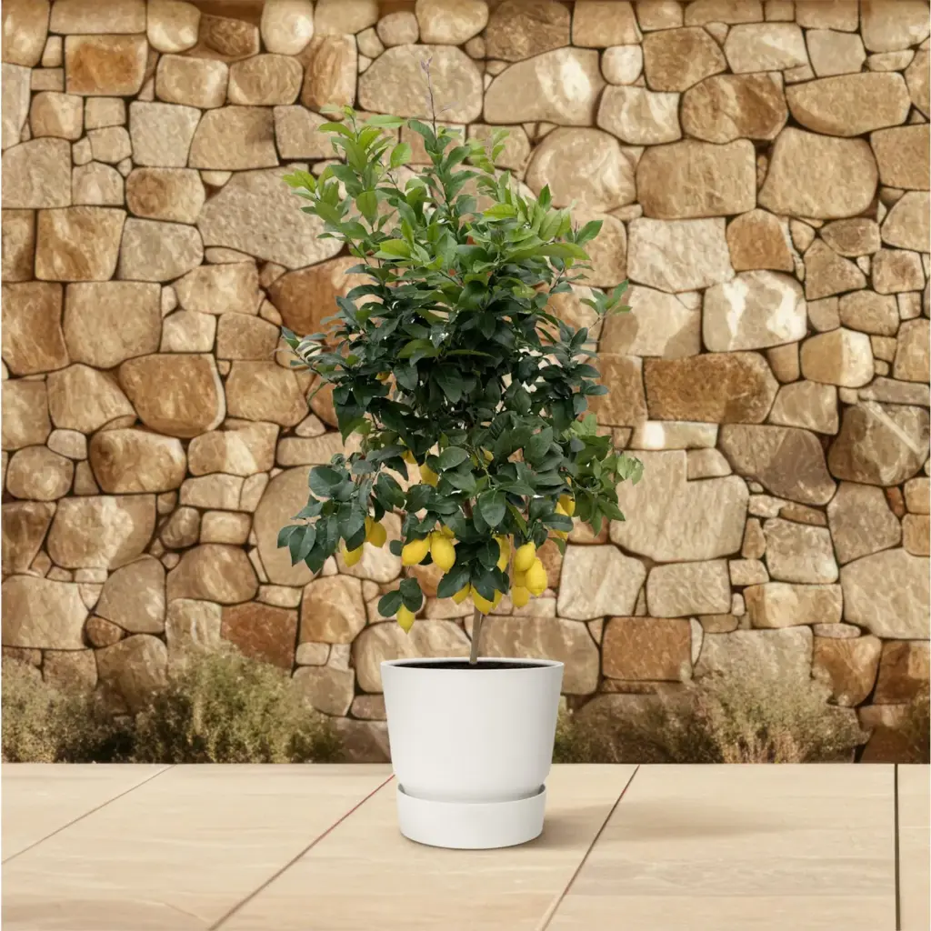 Citrus Lemon buitenplant – echte citrusboom