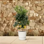 Citrus Lemon buitenplant – echte citrusboom