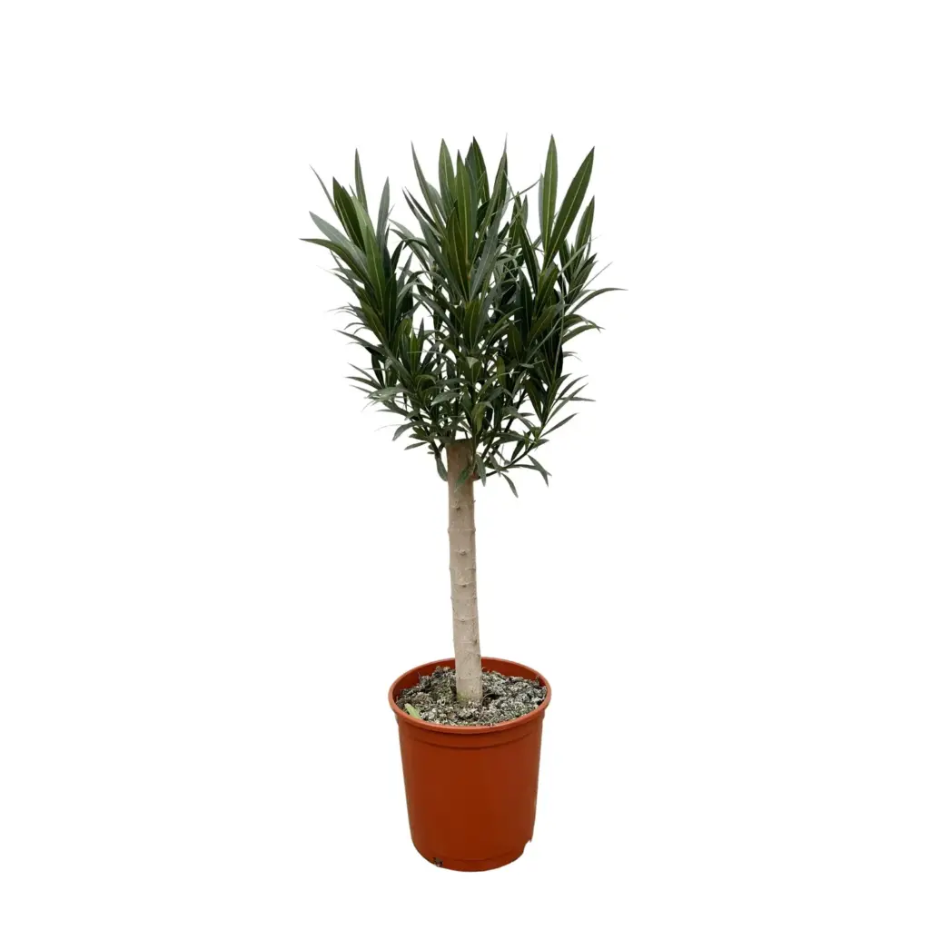 Nerium Oleander op stam – buitenplant rode bloem