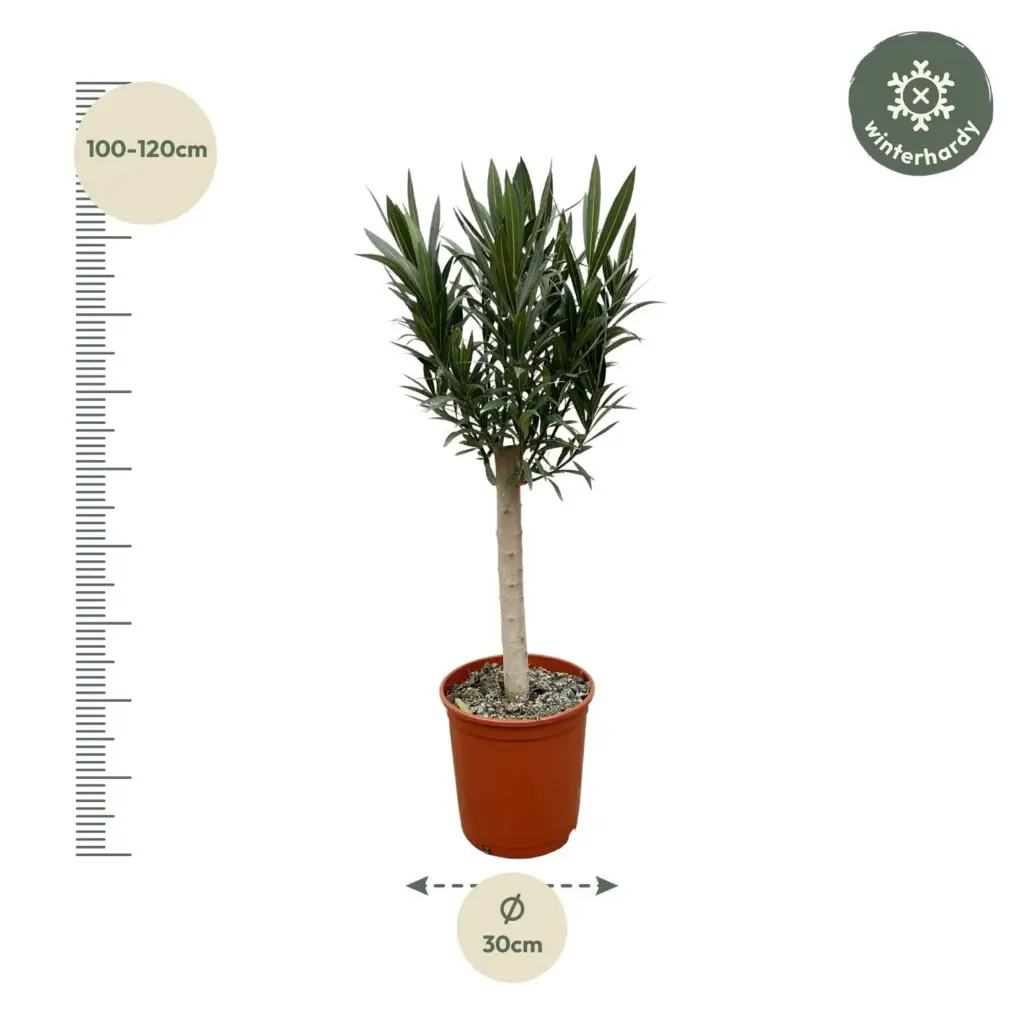 Nerium Oleander op stam – buitenplant rode bloem