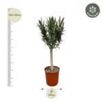 Nerium Oleander op stam – buitenplant rode bloem