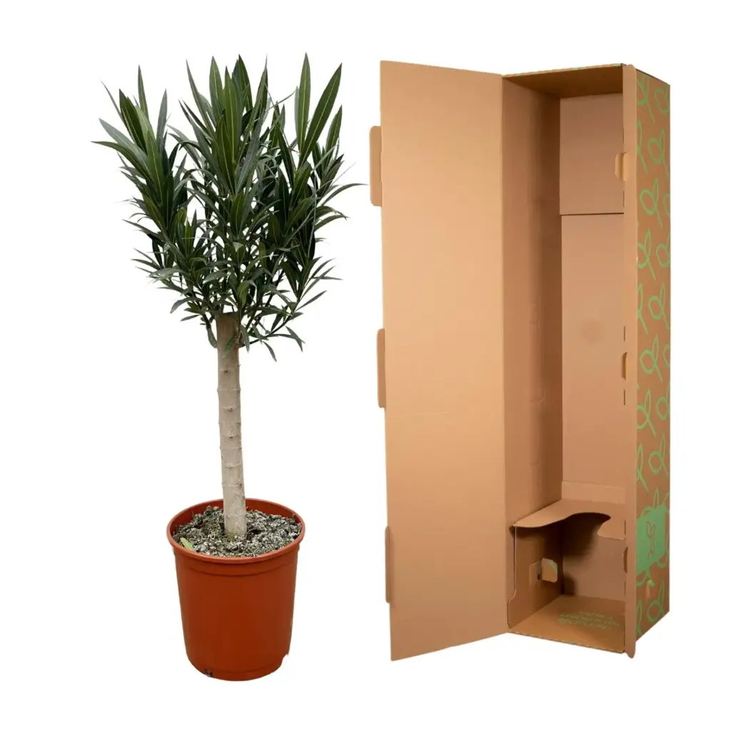 Nerium Oleander op stam – buitenplant rode bloem