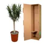 Nerium Oleander op stam – buitenplant rode bloem