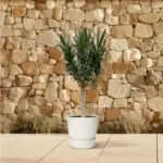 Nerium Oleander op stam – buitenplant rode bloem