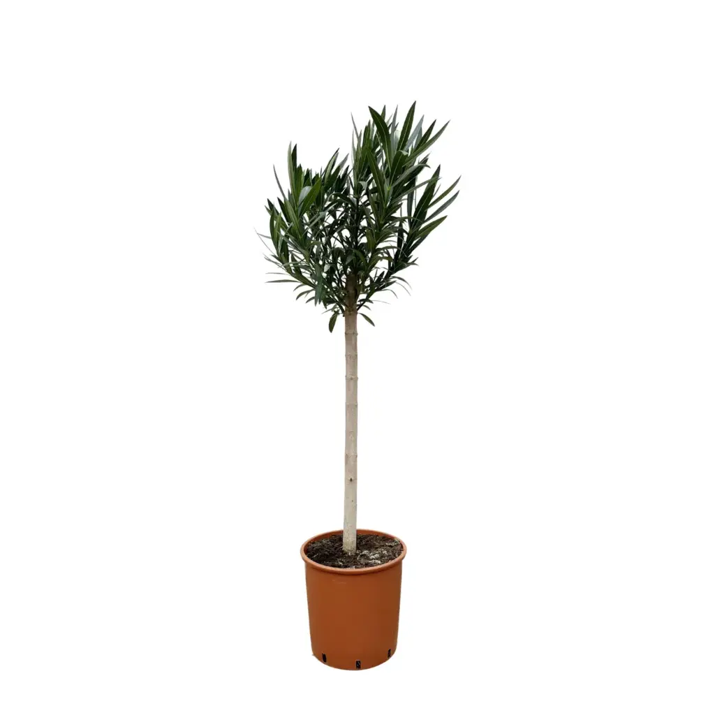 Nerium Oleander op stam – buitenplant roze bloem