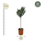 Nerium Oleander op stam – buitenplant roze bloem