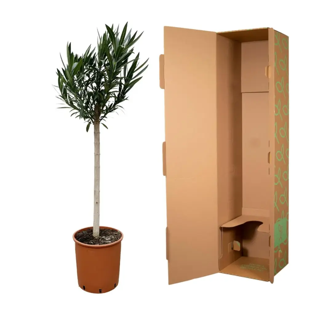 Nerium Oleander op stam – buitenplant roze bloem