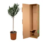 Nerium Oleander op stam – buitenplant roze bloem
