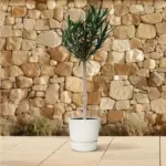 Nerium Oleander op stam – buitenplant roze bloem
