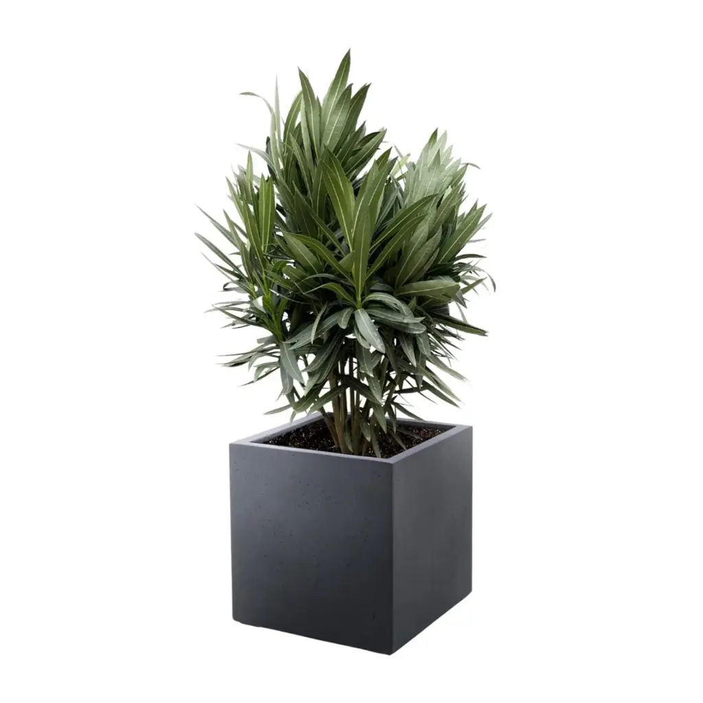 Nerium Oleander struik met rode bloem – buitenplant