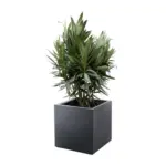 Nerium Oleander struik met rode bloem – buitenplant