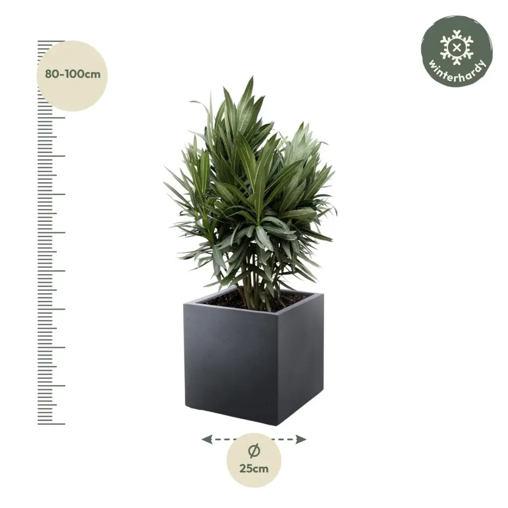 Nerium Oleander struik met rode bloem – buitenplant