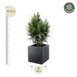Nerium Oleander struik met rode bloem – buitenplant