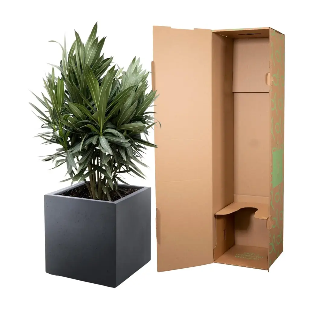 Nerium Oleander struik met rode bloem – buitenplant