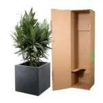 Nerium Oleander struik met rode bloem – buitenplant