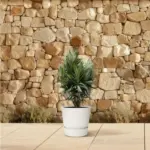 Nerium Oleander struik met rode bloem – buitenplant