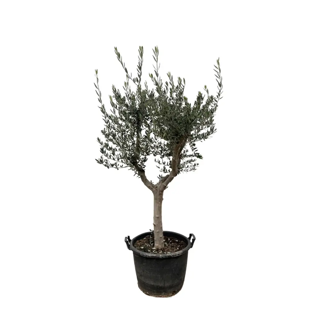 Olea Europaea Cultivo – olijfboom voor de tuin