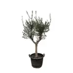 Olea Europaea Cultivo – olijfboom voor de tuin