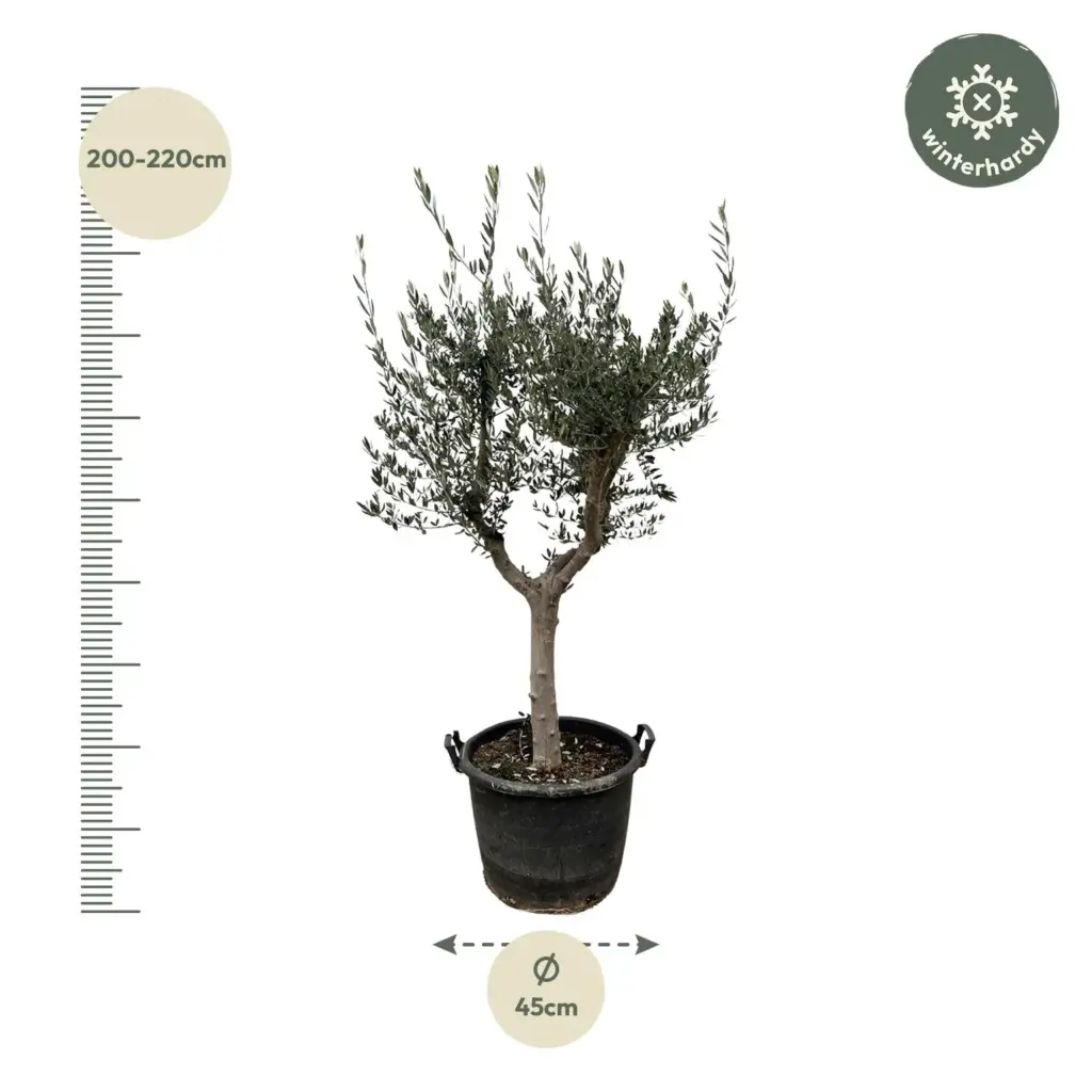 Olea Europaea Cultivo – olijfboom voor de tuin