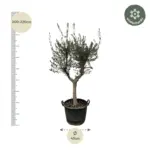 Olea Europaea Cultivo – olijfboom voor de tuin