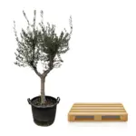 Olea Europaea Cultivo – olijfboom voor de tuin