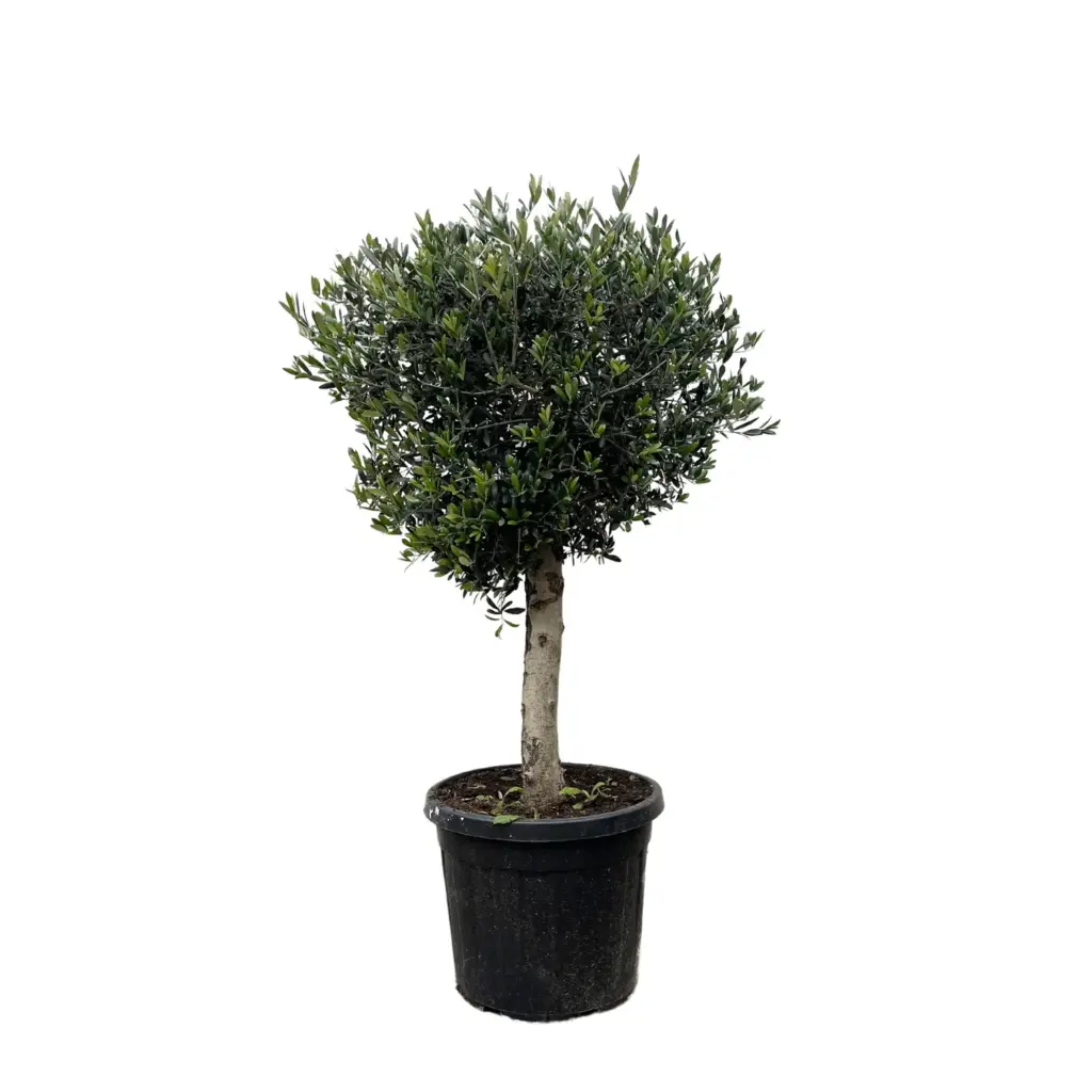 Olea Europaea Lorc – volwassen olijfboom buitenplant