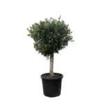 Olea Europaea Lorc – volwassen olijfboom buitenplant