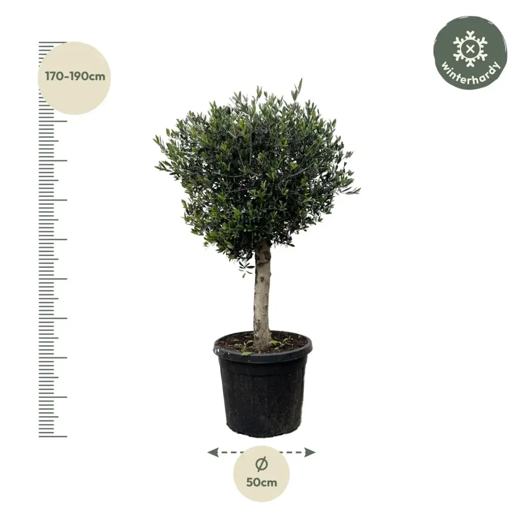 Olea Europaea Lorc – volwassen olijfboom buitenplant