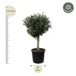 Olea Europaea Lorc – volwassen olijfboom buitenplant