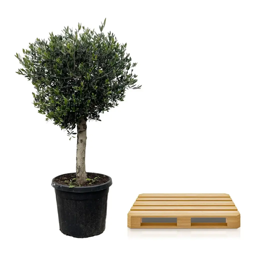 Olea Europaea Lorc – volwassen olijfboom buitenplant