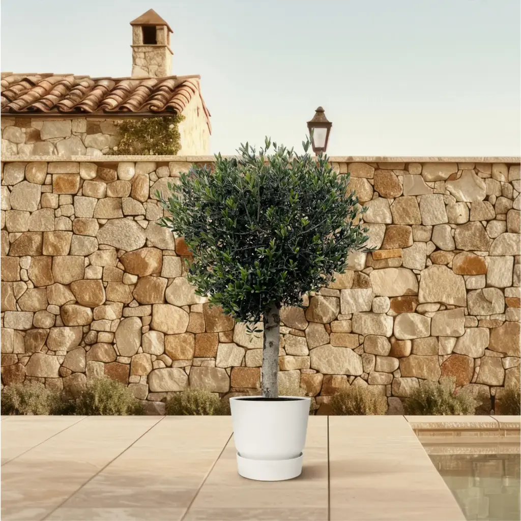 Olea Europaea Lorc – volwassen olijfboom buitenplant