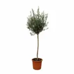 Olea Europaea op stam – olijfboom buitenplant