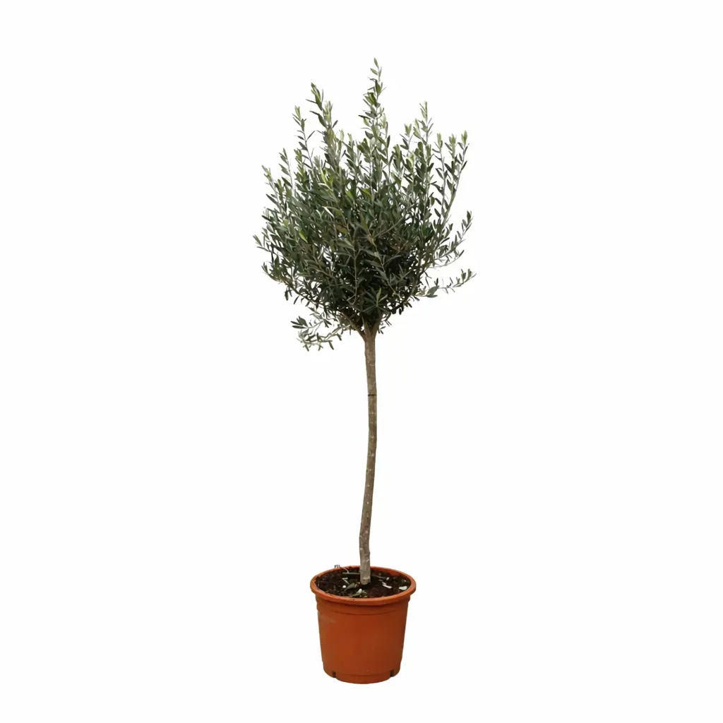 Olea Europaea op stam – olijfboom buitenplant
