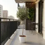 Olea Europaea op stam – olijfboom buitenplant
