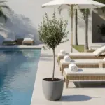 Olea Europaea op stam – olijfboom buitenplant