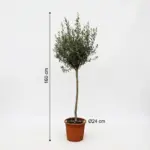 Olea Europaea op stam – olijfboom buitenplant